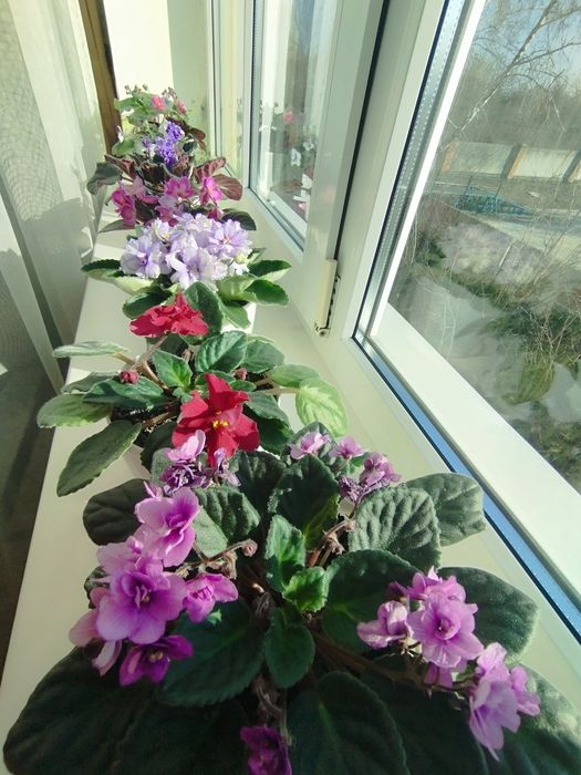 Фіалки Квіти/вазони