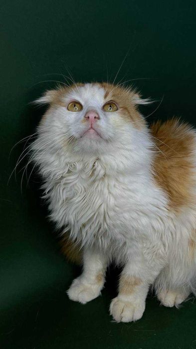 Молодой котик ищет дом