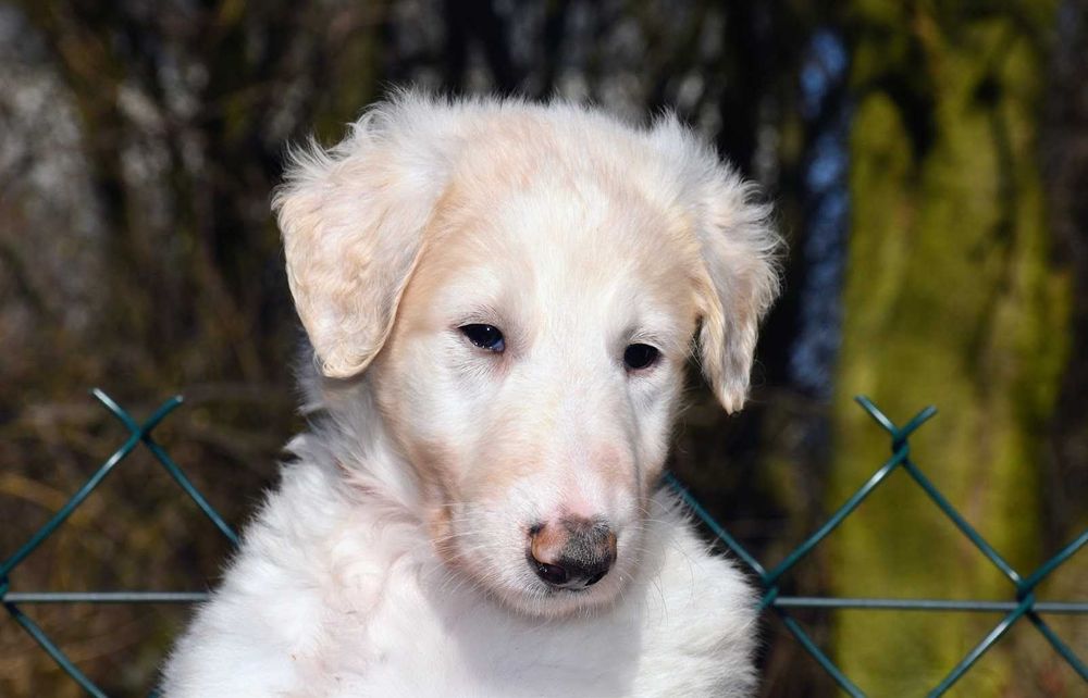 Chart rosyjski borzoj-suczka