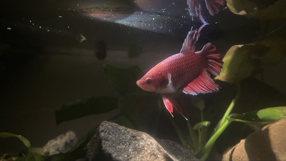 Риби пітушки betta