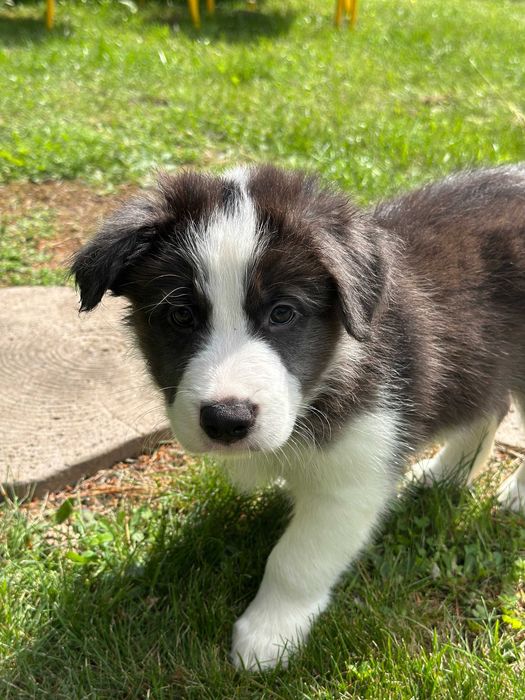 border collie blue merle