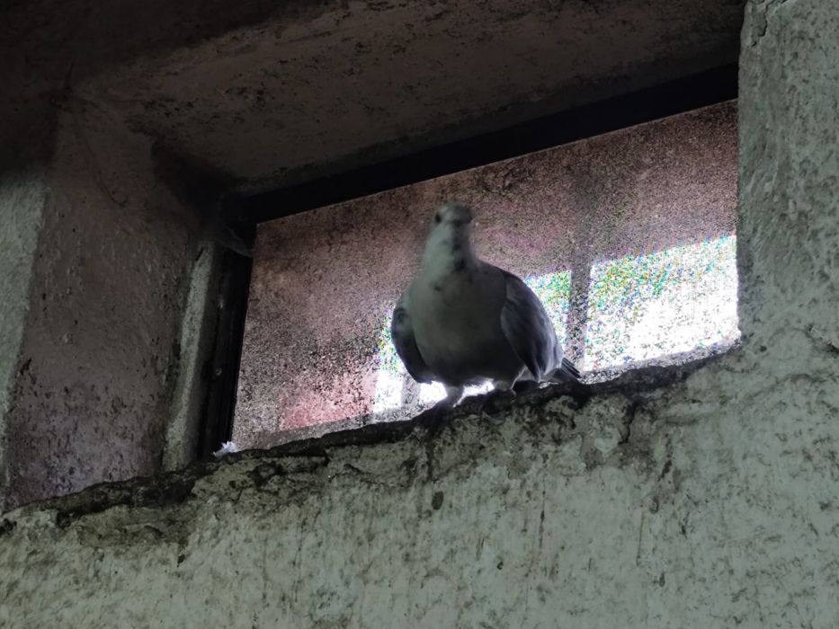 Vendo pombas , animais jovens