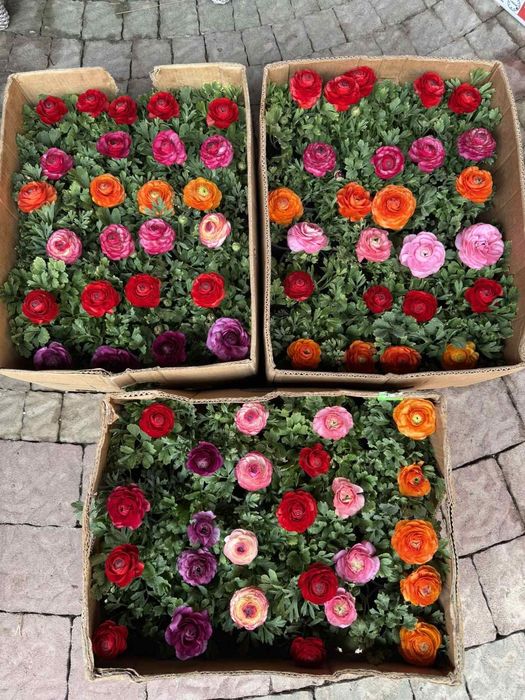 В наявності Лютик