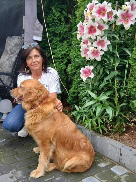 Golden Retriever -Sunia