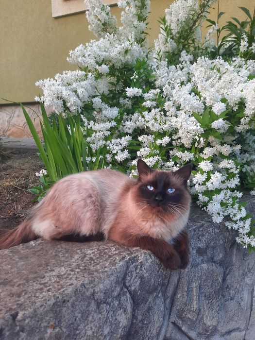 Сіамський кіт чекає подружку