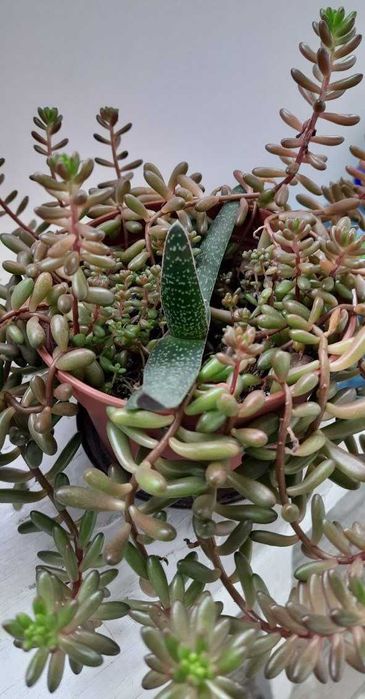 Орхідея лудізія, бегонія, епісції, сукуленти