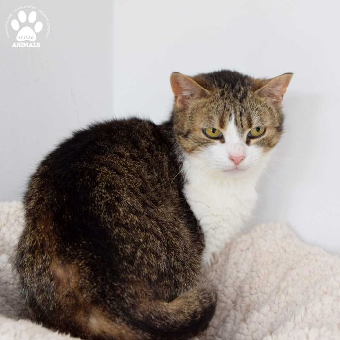 Spokojna kotka do adopcji! Poznajcie Pegi!
