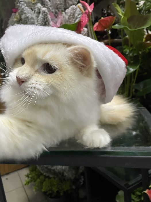 Котёнок, котик, кошеня, регдолл, рэгдолл.