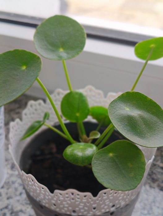 Pieniążek kwiat Pilea