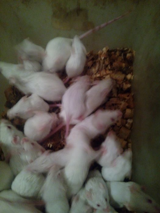 Мыши и крысы кормовые