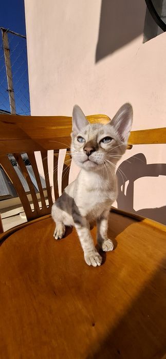 Бенгальський хлопчик