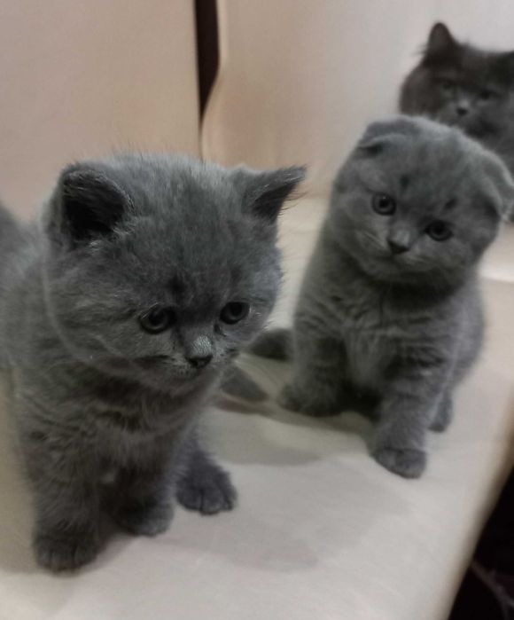 Британські кошенята