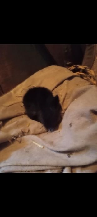 Króliki karzełki Teddy