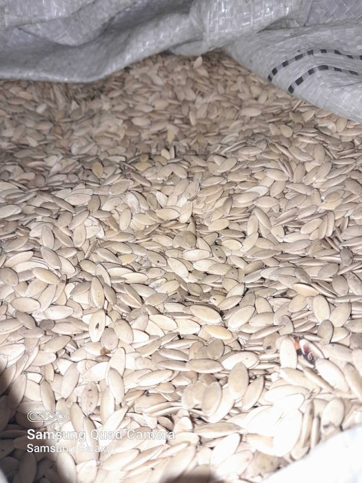 Продам огірки Фенікс + і конкурент