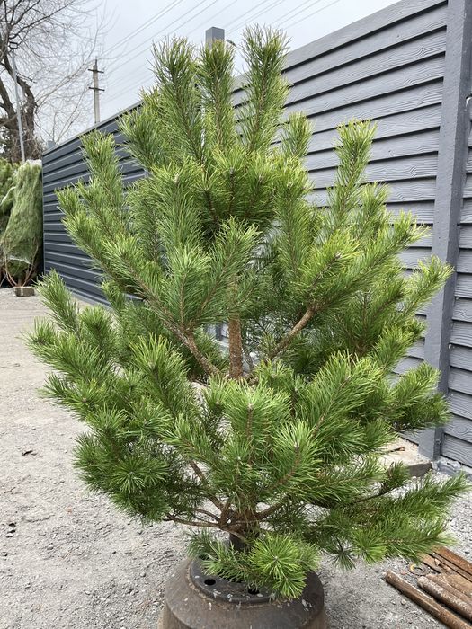 Ялинка , живая елка, пишная елка , сосна , ялинка кримка ёлка