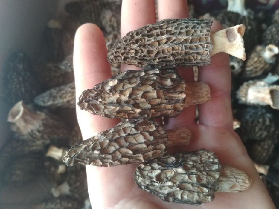 Сморчки Morchella conica 2025