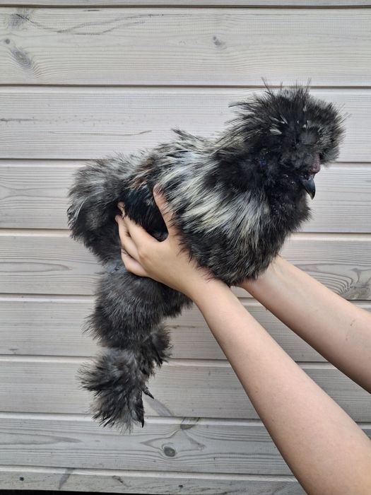 Kogut silka jedwabista