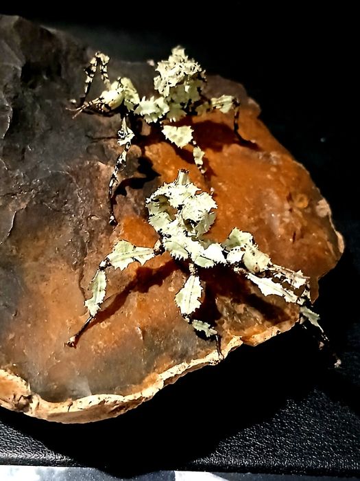 Straszyk australijski Lichen morph