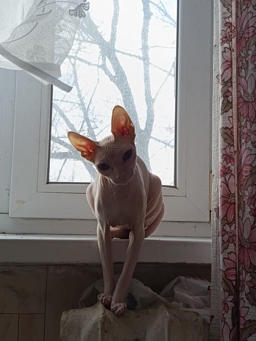 Девочка сфинкс ищет жениха