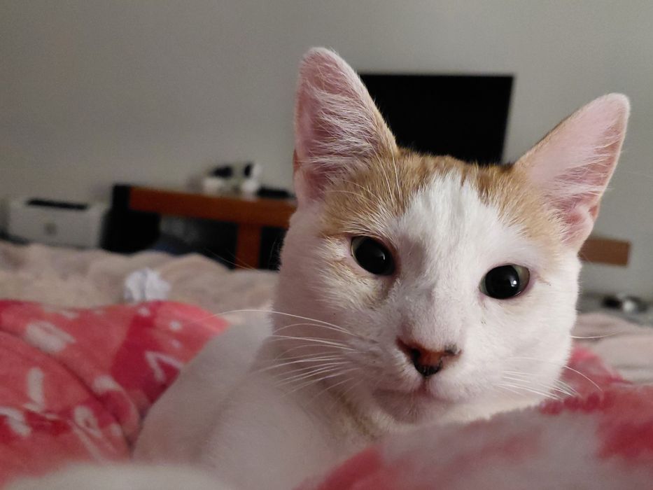Ariel- gata jovem para adoção responsável