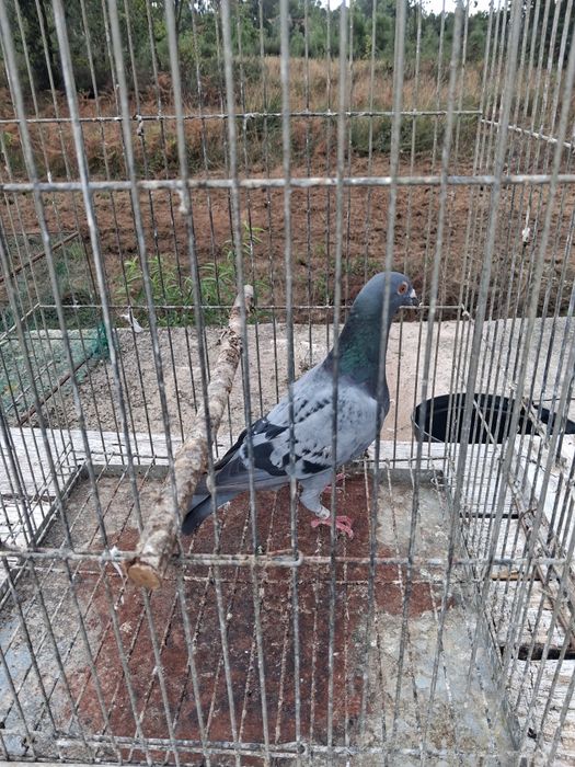 Pombas correias adultas