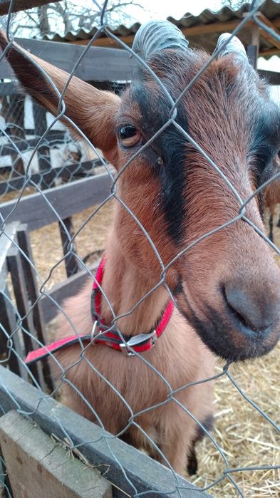 Кози Сімейна ферма розведення,утримання.