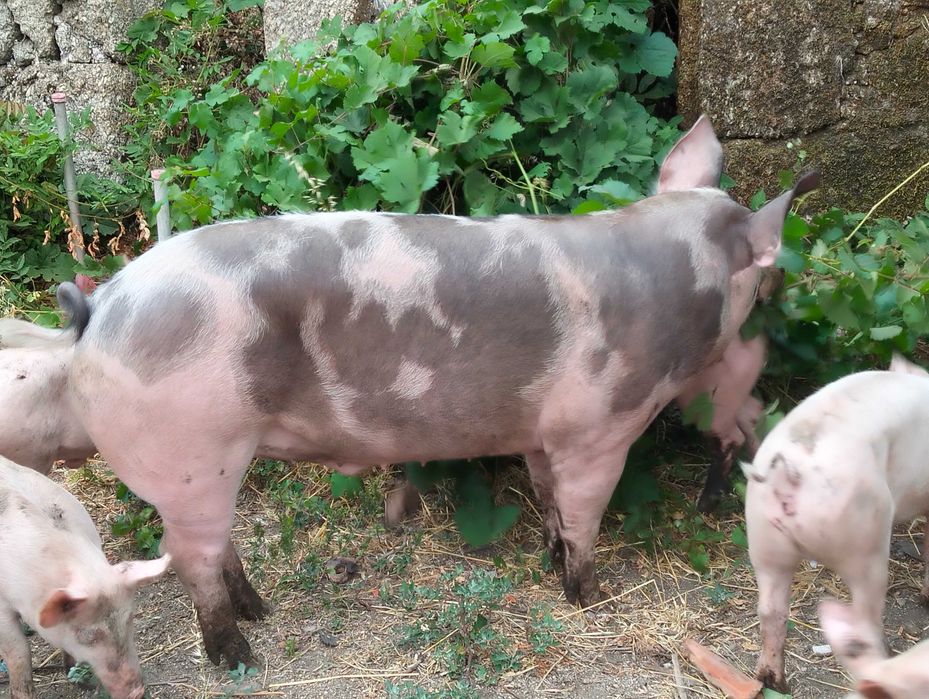 Vendo Porcos caseiros