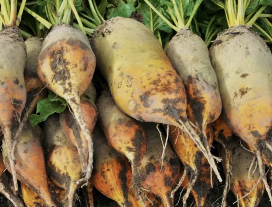 Продам кормовий буряк