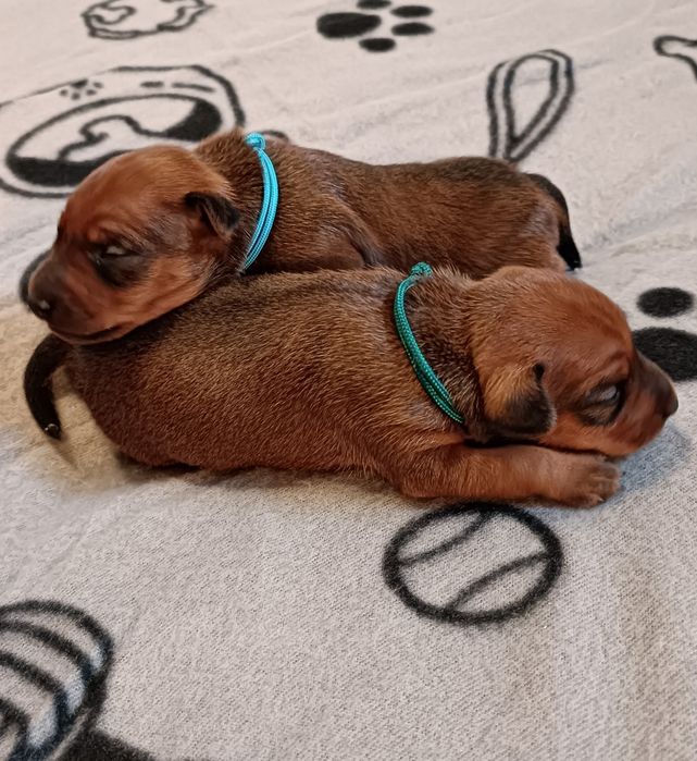 Pinczer Miniaturowy ZKwP/FCI po Ch.PL Zapowiedź Miotu Kwiecień 2026r.