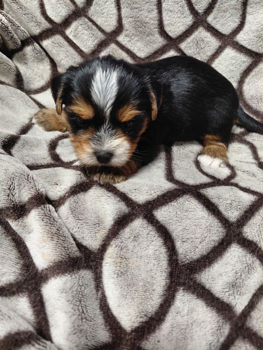 Біройорк солоденький хлопчик