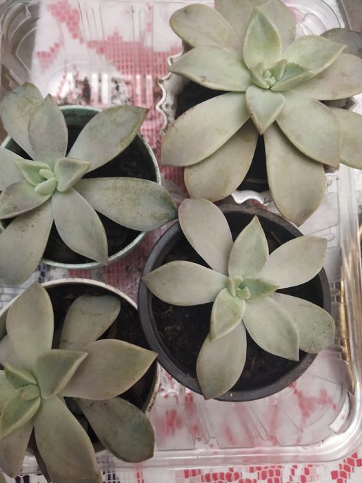 Красула кімнатна рослина вазонок ,денежное дерево