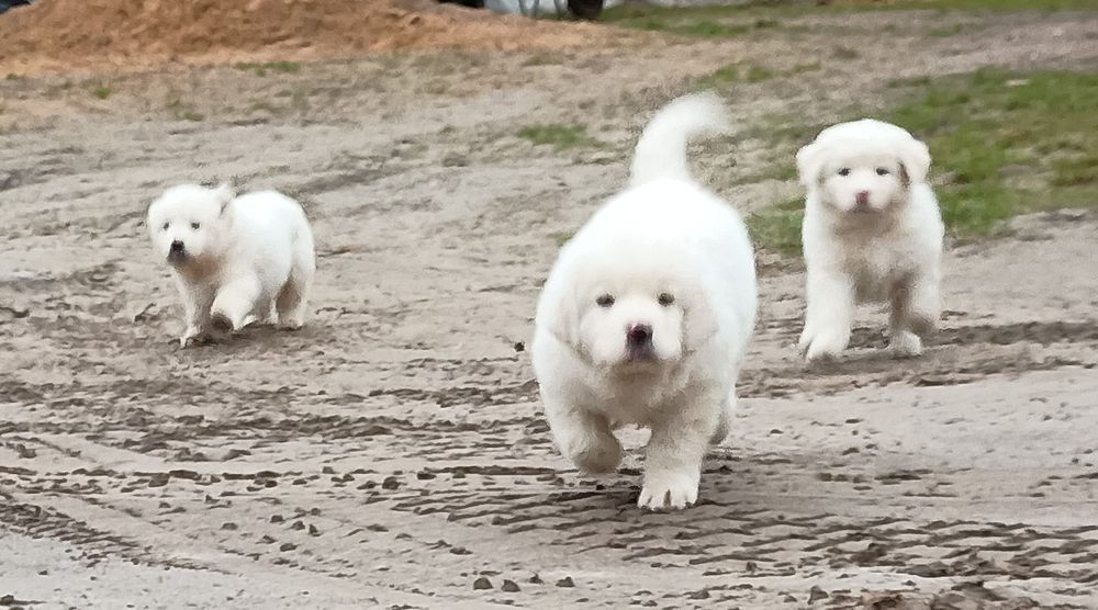 Szczeniaki owczarka podchalańskiego