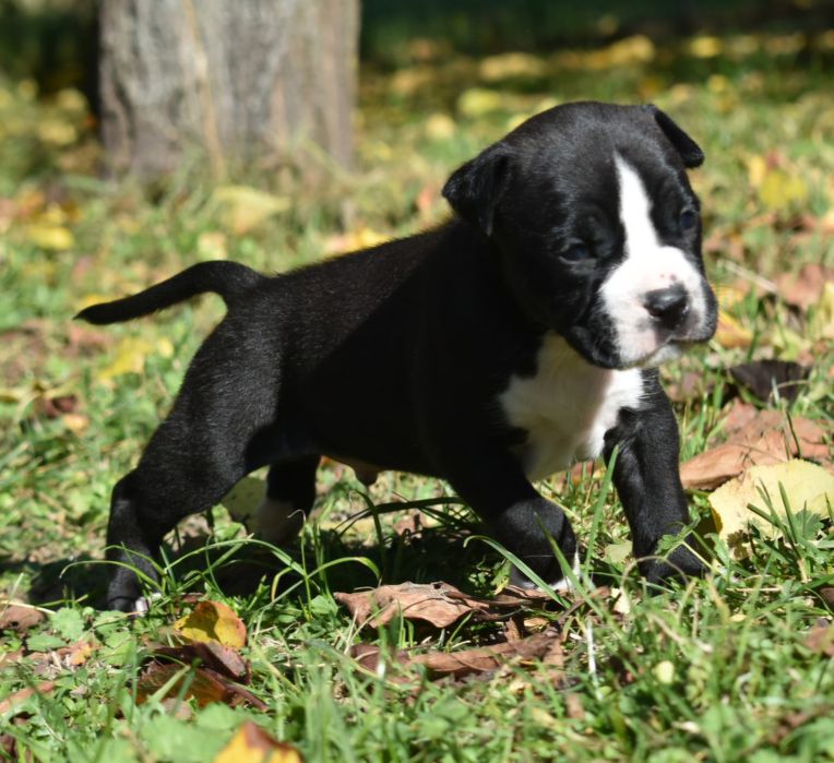 Amstaffy FCI Zkwp American Staffordshire Terrier Night Warrior
