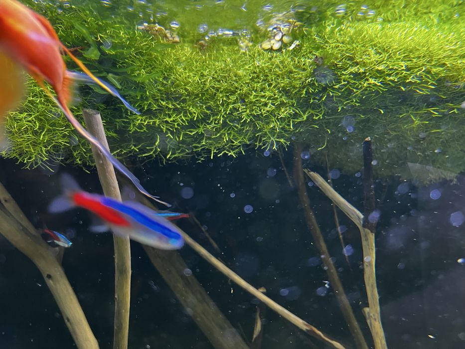 Mech do akwarium. Wątrobowiec Wgłębka (Riccia fluitans)