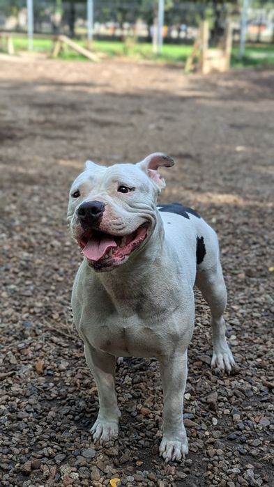 Дресирування собак