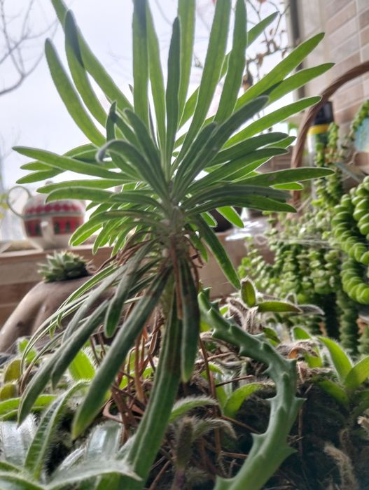 Vasos Improváveis com plantas alusivas pt. 2