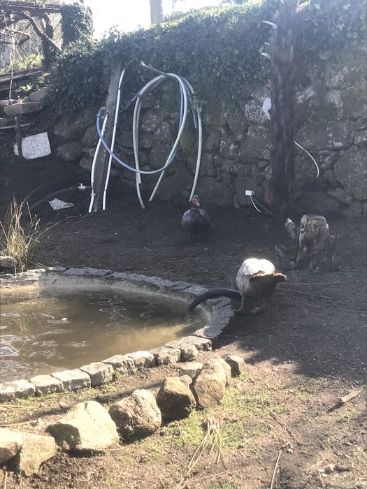 Patos mudos grandes criados ao ar livre