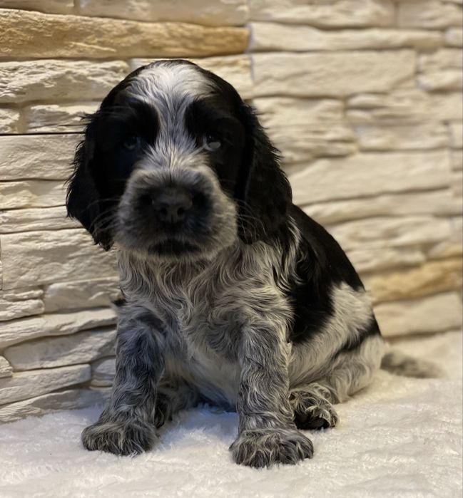 Cocker Spaniel Angielski Pies Bakuś