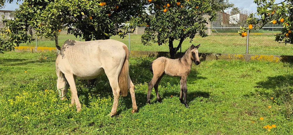 Égua Isabel PSL - pontuada