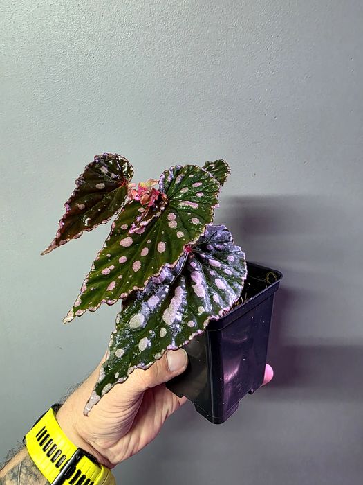 Rośliny do terrarium Begonia negrosensis x chloristica hybrid
