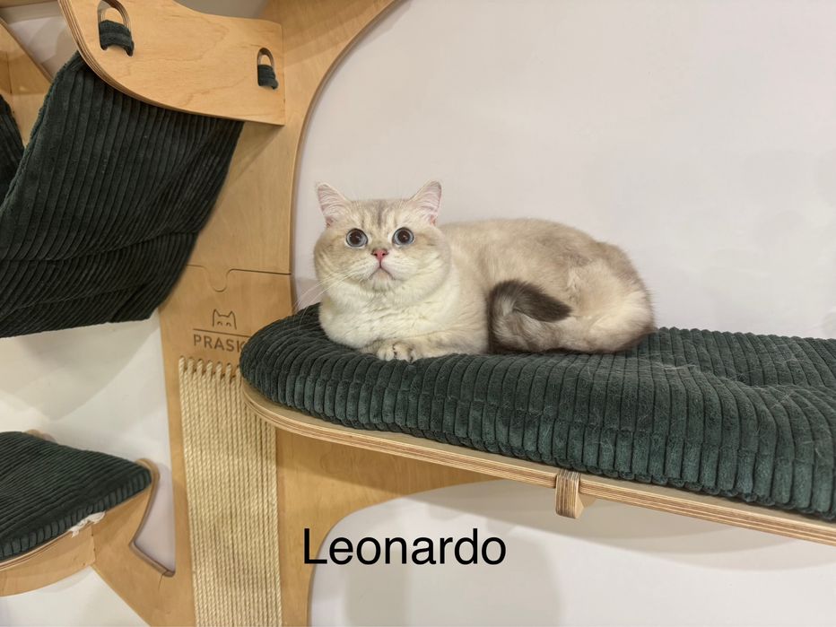 Kot kocur brytyjski długowłosy prawdziwy rodowód FIFe FPL GWARANCJA