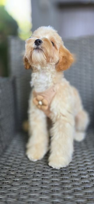 Maltipoo/ chłopczyk