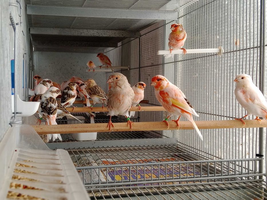 Vendo canário arlequins