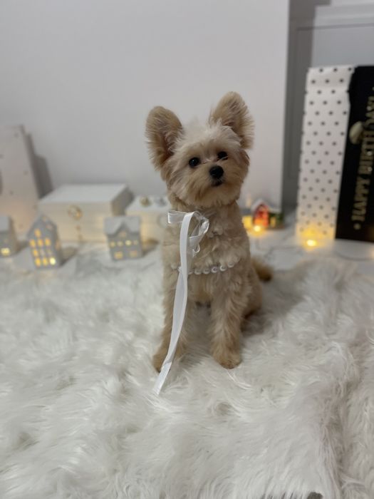 Помапу — Наймякші лапки цього літа