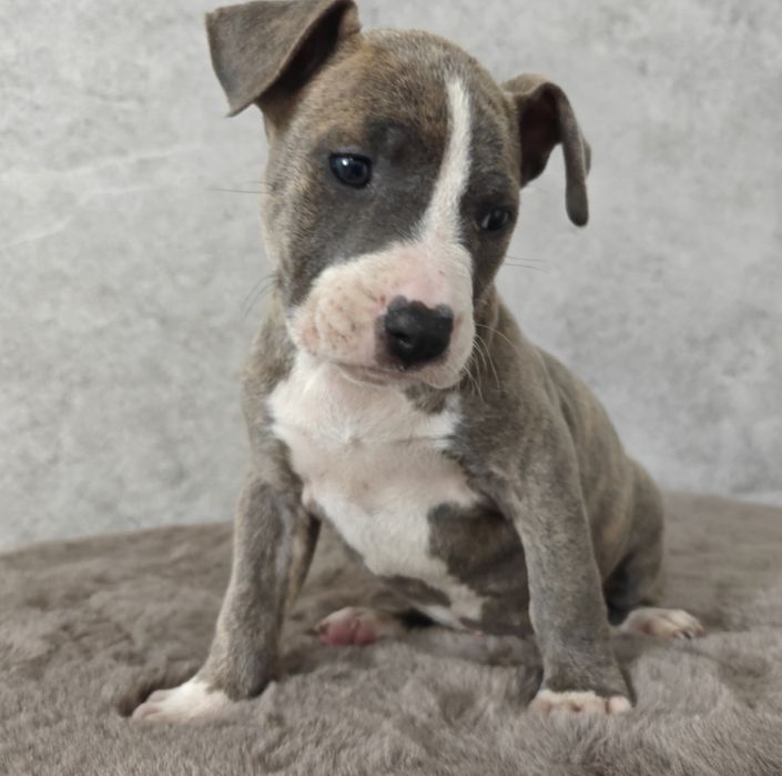 Urocza i rodzinna suczka amstaff!