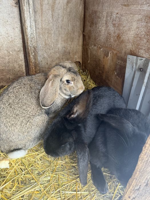 Кролики на розплід/мяʼсо