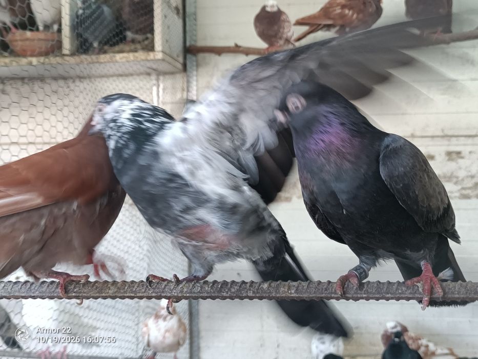 Pombos cambalhota