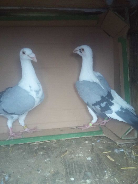 Sprzedam gołębie