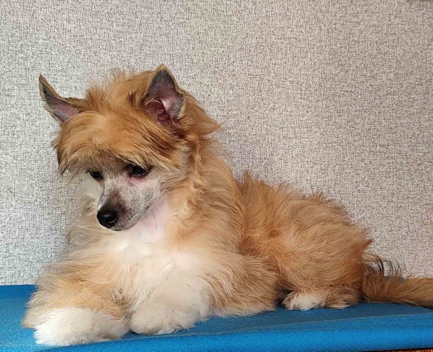 Щастя в дім китайська хохлата