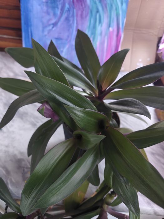 Традесканция укрывчитая Рео Ладья моисея большая